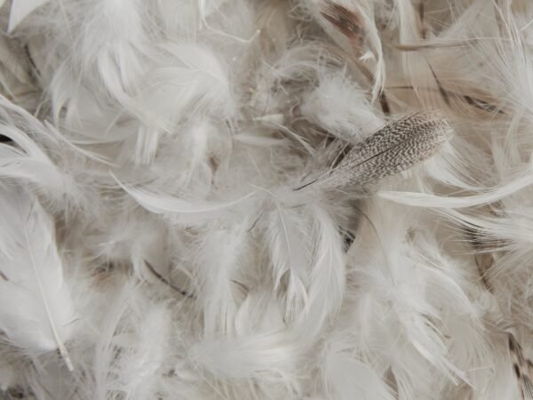 Feather Euro Pillow - Image 3